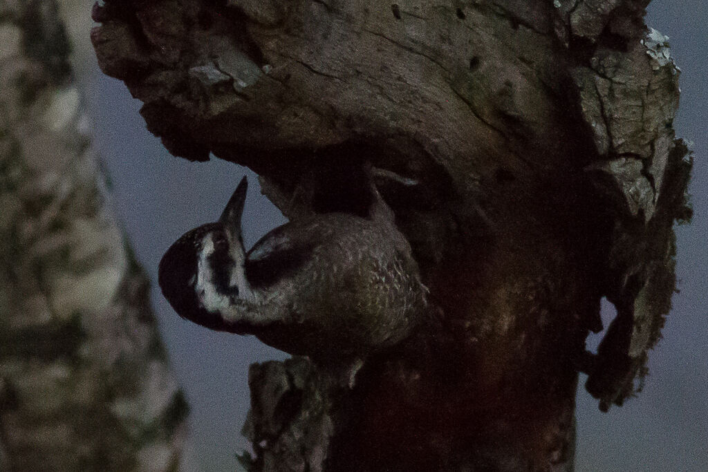 Bearded Woodpecker