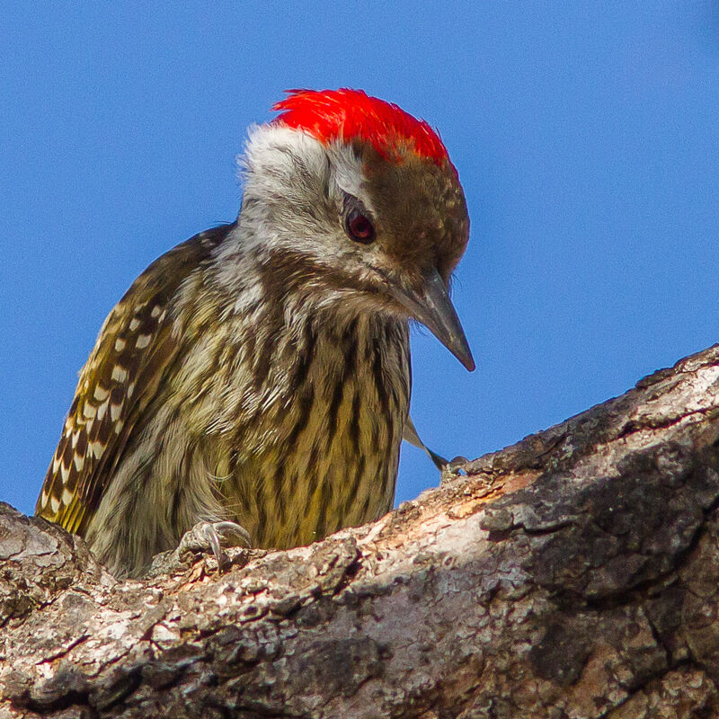 Cardinal Woodpecker male