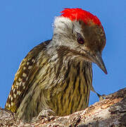 Cardinal Woodpecker