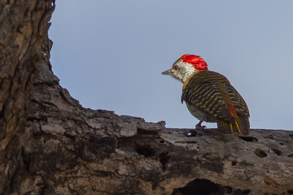 Cardinal Woodpecker male