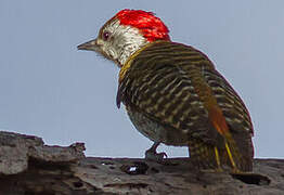 Cardinal Woodpecker