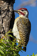 Bennett's Woodpecker