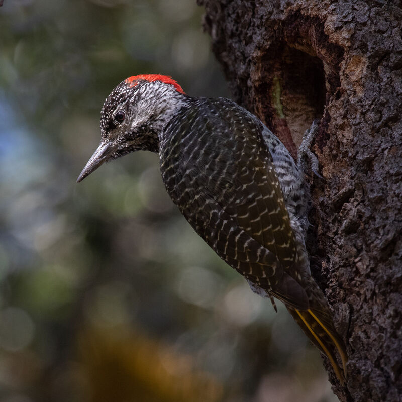 Bennett's Woodpecker, close-up portrait, Reproduction-nesting