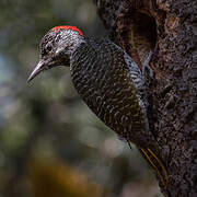 Bennett's Woodpecker