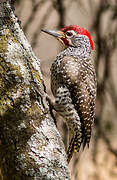 Nubian Woodpecker