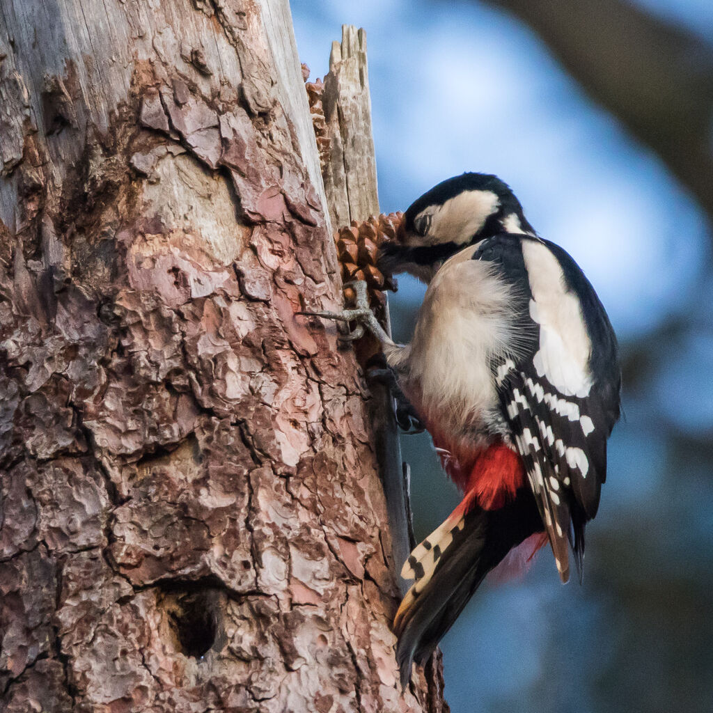 Great Spotted Woodpecker