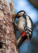 Great Spotted Woodpecker