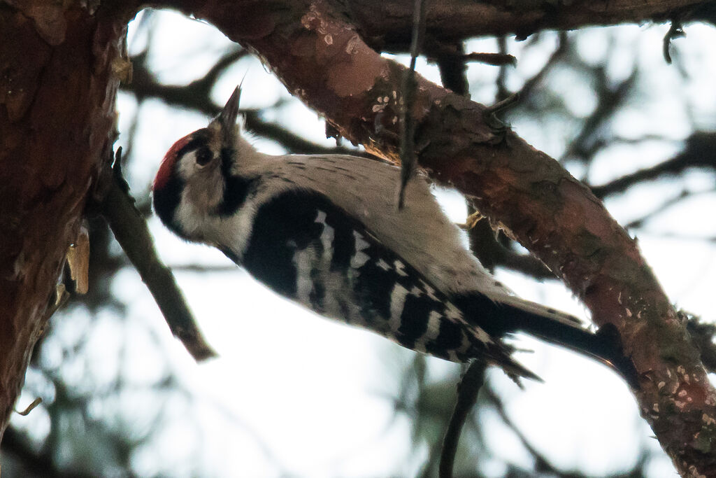 Lesser Spotted Woodpecker