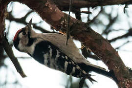 Lesser Spotted Woodpecker