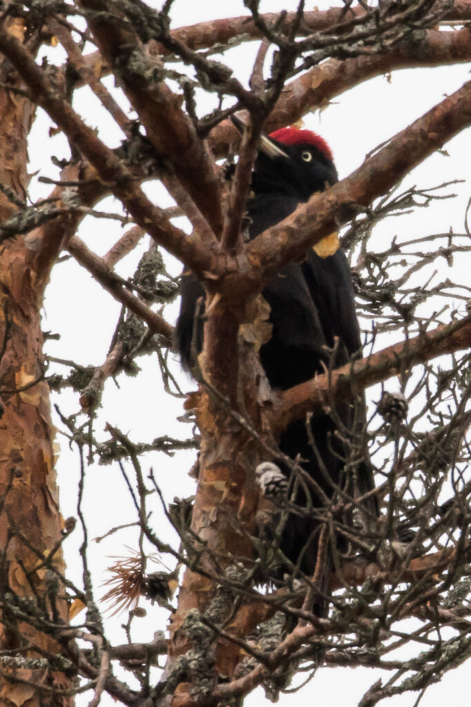 Black Woodpecker