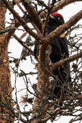 Black Woodpecker