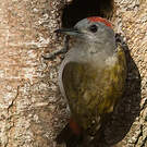 Pic spodocéphale