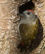 Eastern Grey Woodpecker