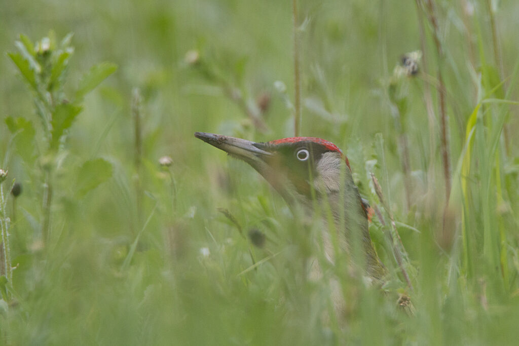 European Green Woodpecker