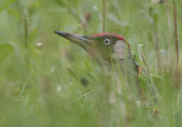 European Green Woodpecker