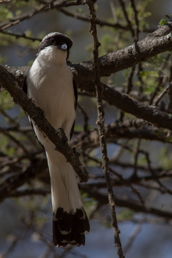 Grey-backed Fiscal