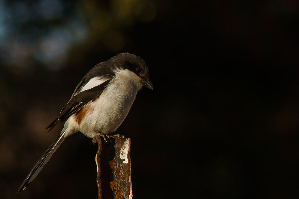 Southern Fiscal female