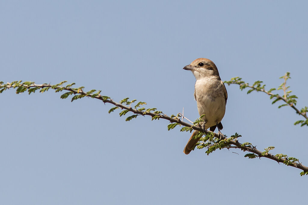 Isabelline Shrike