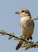 Isabelline Shrike