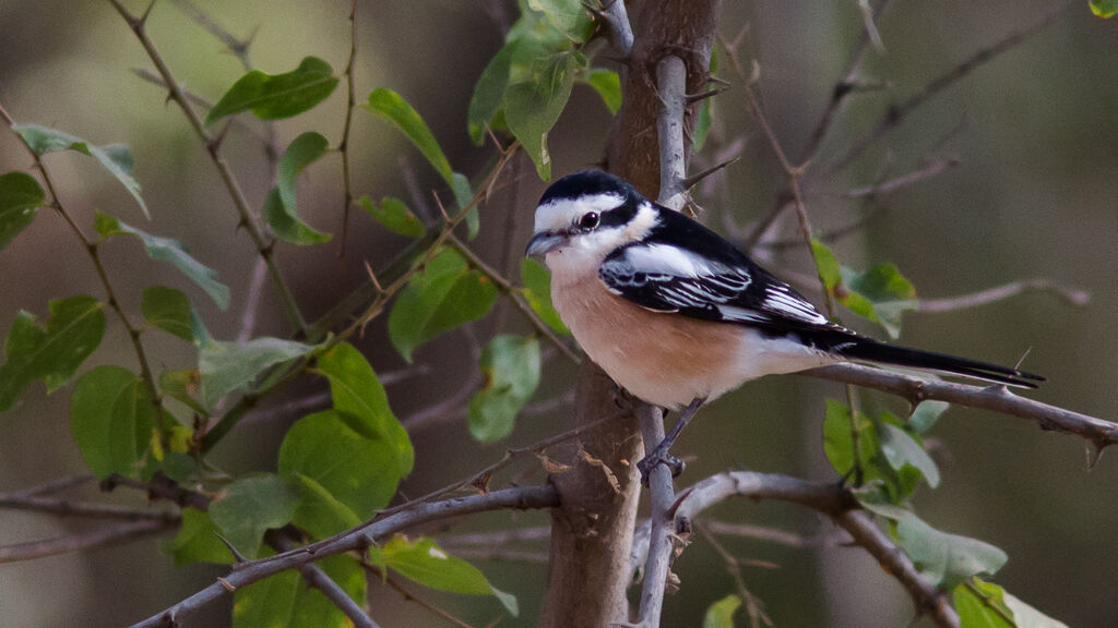 Masked Shrike