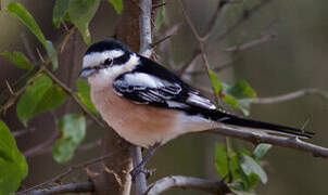 Masked Shrike