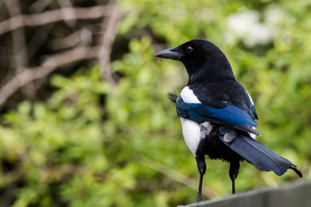 Eurasian Magpie