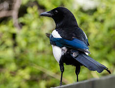 Eurasian Magpie