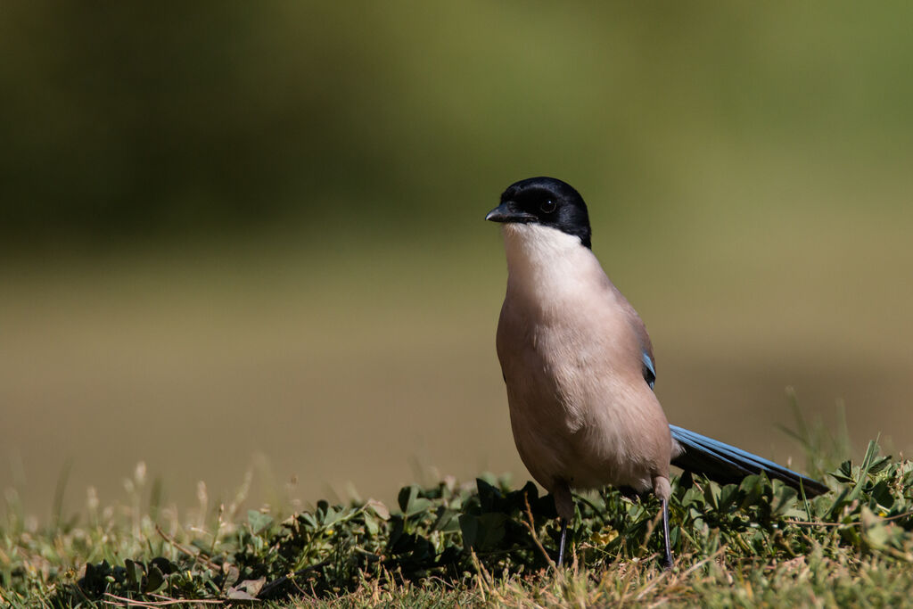 Iberian Magpie