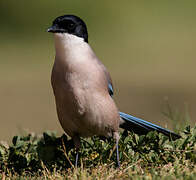 Iberian Magpie