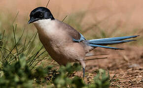 Iberian Magpie