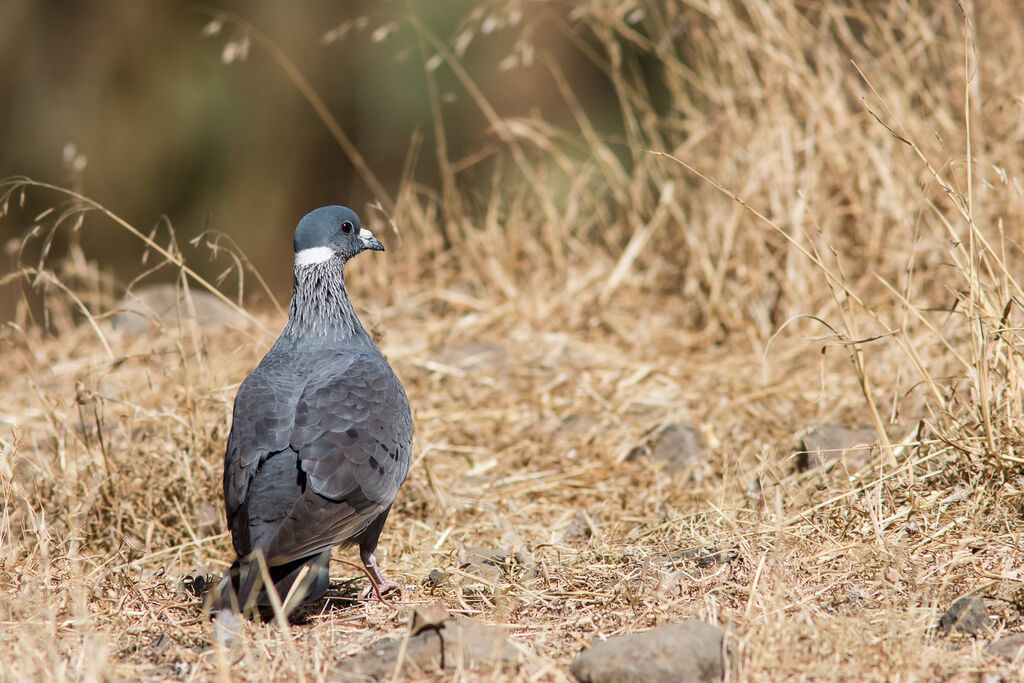 White-collared Pigeon