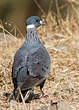 Pigeon à collier blanc