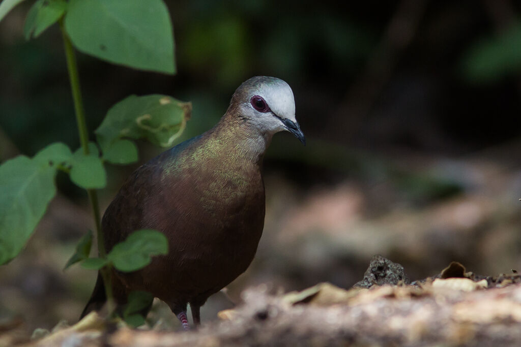 Pigeon à masque blanc