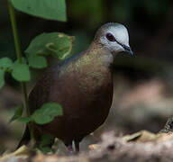 Lemon Dove