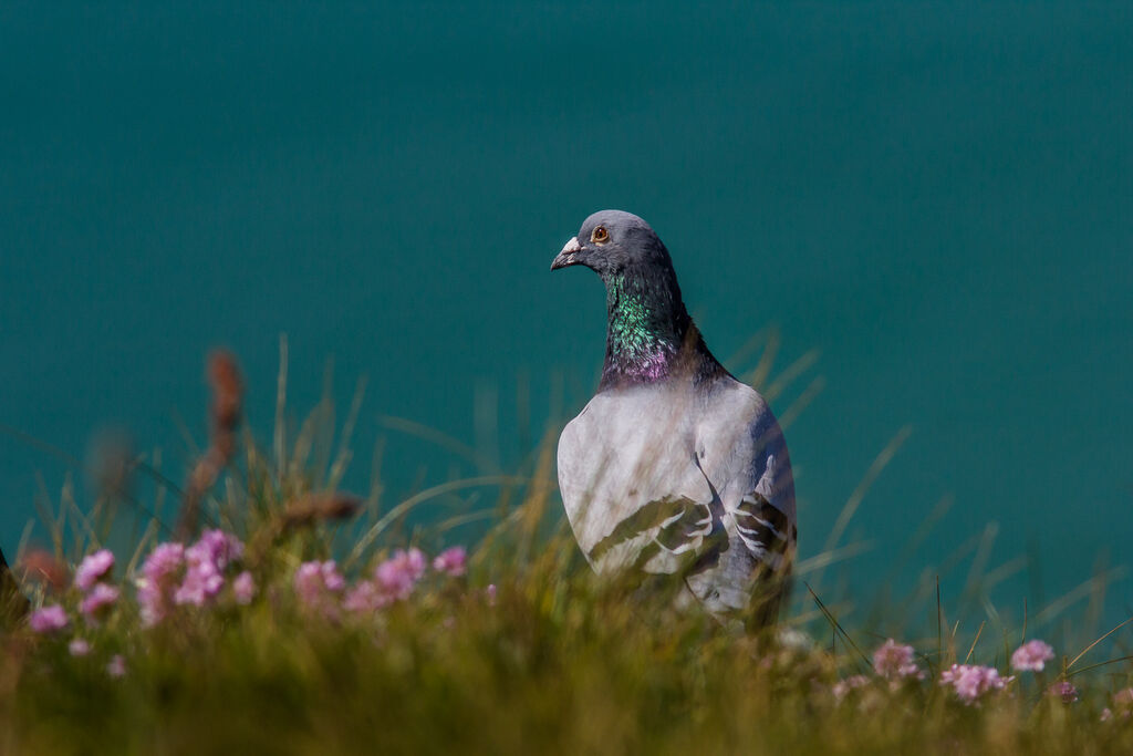 Rock Dove