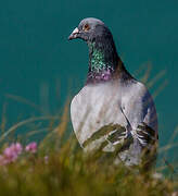 Rock Dove