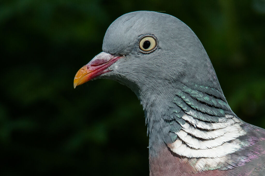 Common Wood Pigeon