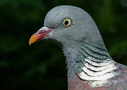 Common Wood Pigeon