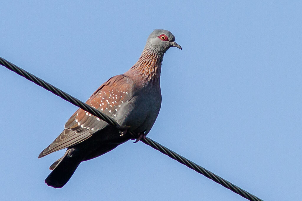 Pigeon roussard