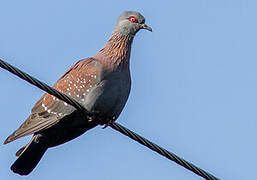 Speckled Pigeon