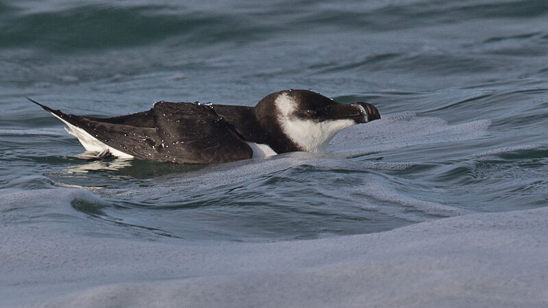 Pingouin torda