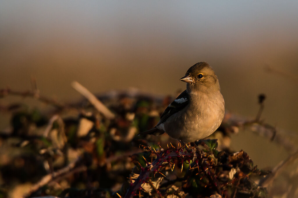 Eurasian Chaffinch female adult