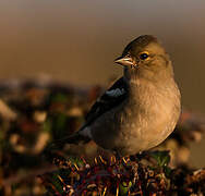 Eurasian Chaffinch