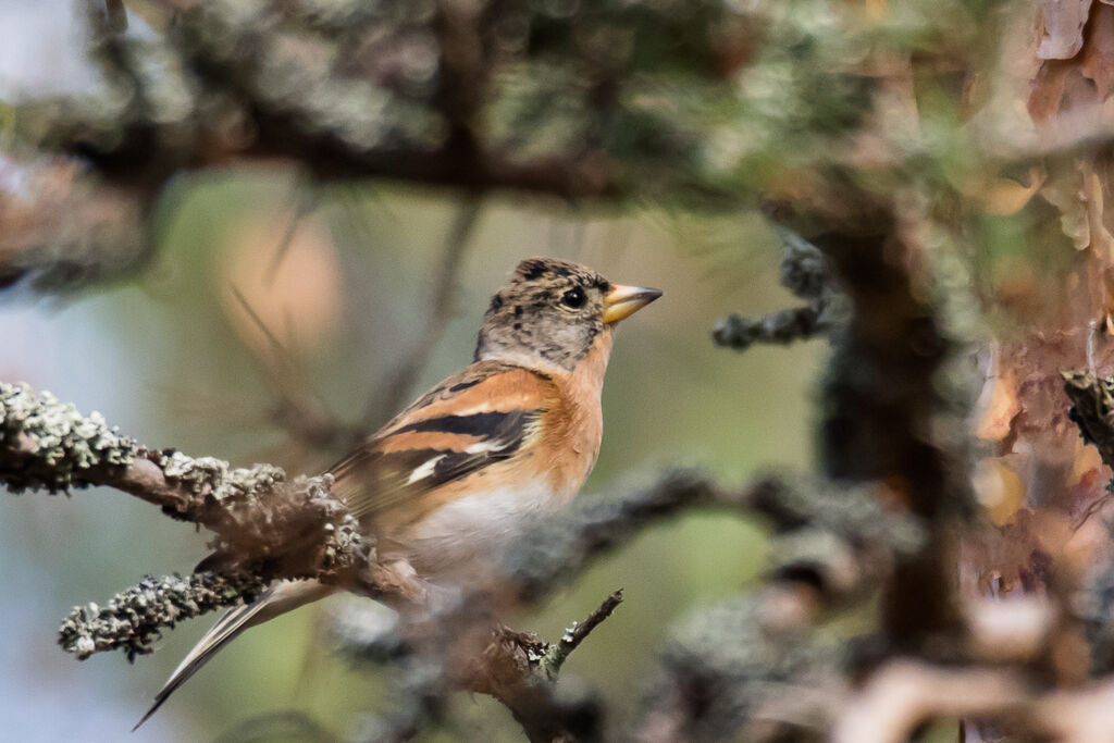 Brambling