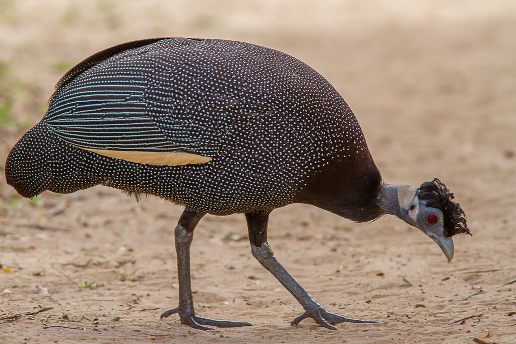 Southern Crested Guineafowladult, aspect