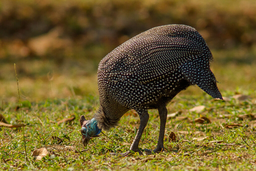 Helmeted Guineafowl