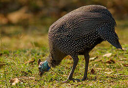 Helmeted Guineafowl