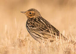 Pipit à gorge rousse