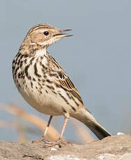 Pipit à gorge rousse