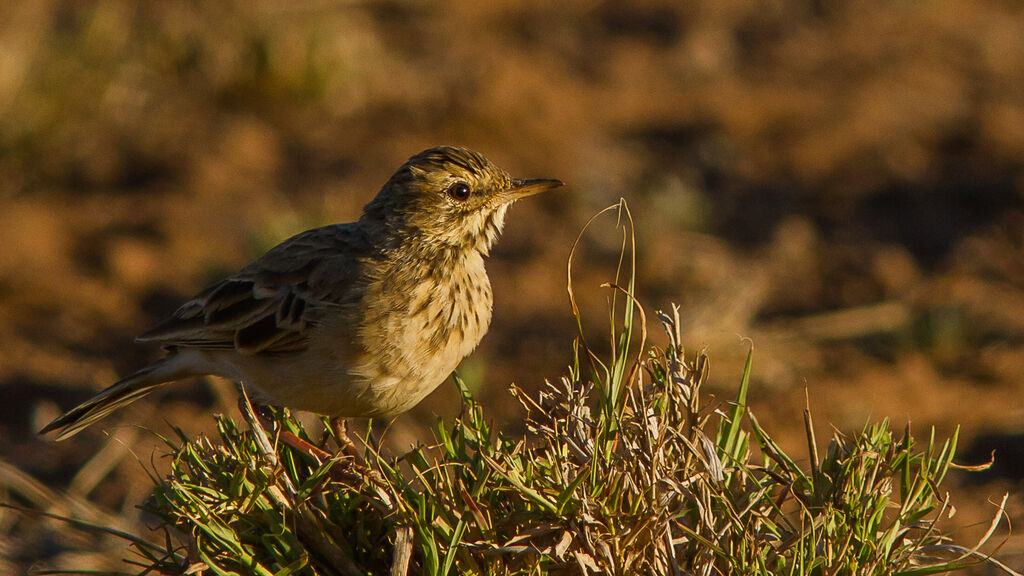 African Pipit